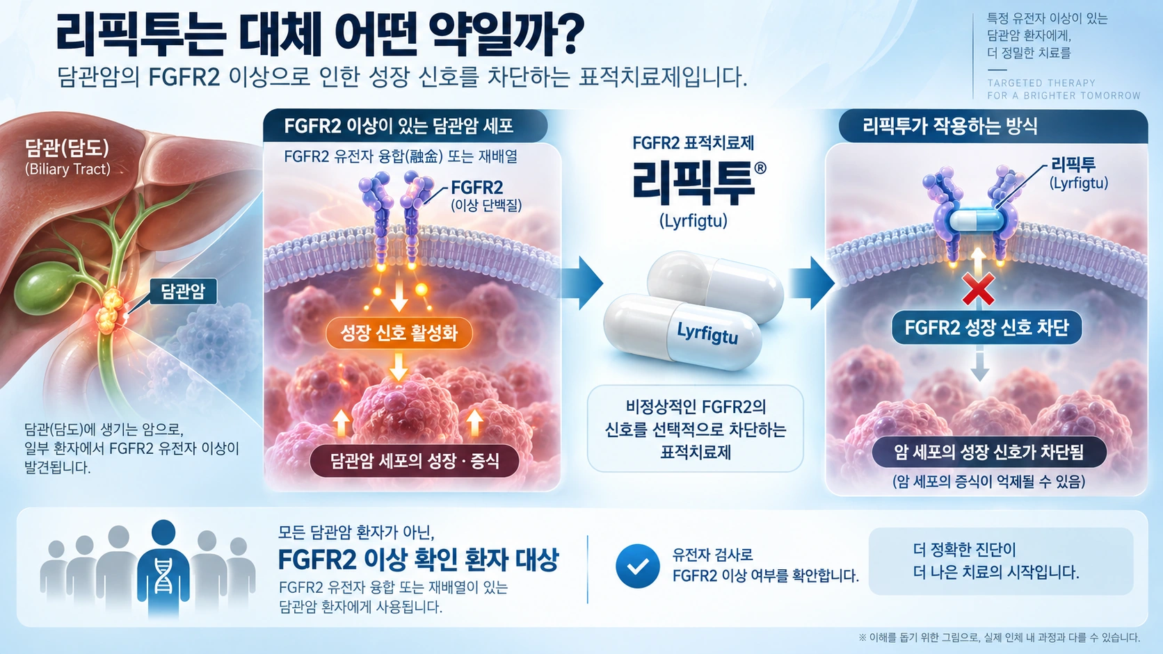 FGFR2 유전자 이상이 있는 담관암에서 리픽투가 암 성장 신호를 차단하는 원리를 설명한 그림