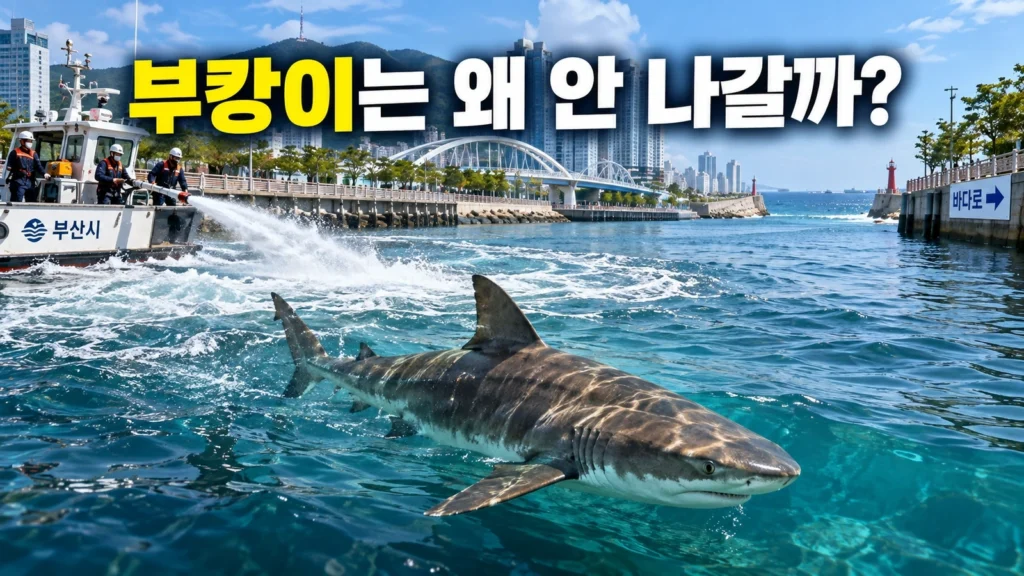 부산 상어 ‘부캉이’, 왜 북항을 안 떠날까? 물줄기도 피한 이유와 10월 2일 ‘그물 작전’