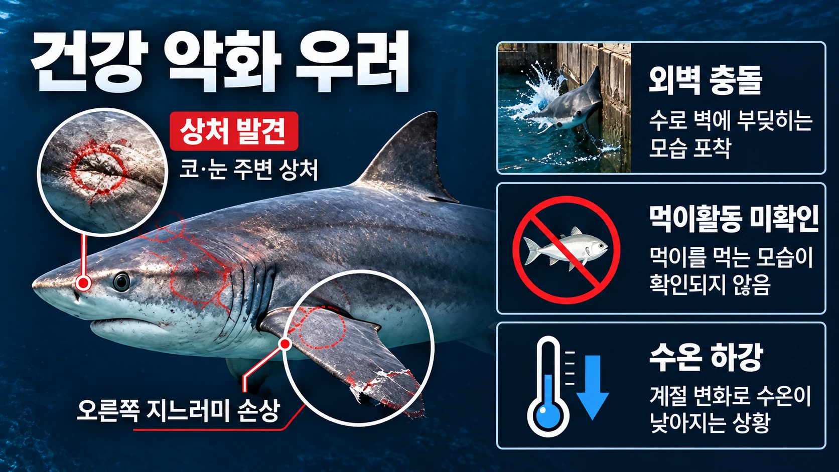 부캉이의 주둥이와 지느러미 상처, 벽 충돌, 먹이활동 미확인 및 수온 하강이라는 위험 요인을 정리한 인포그래픽