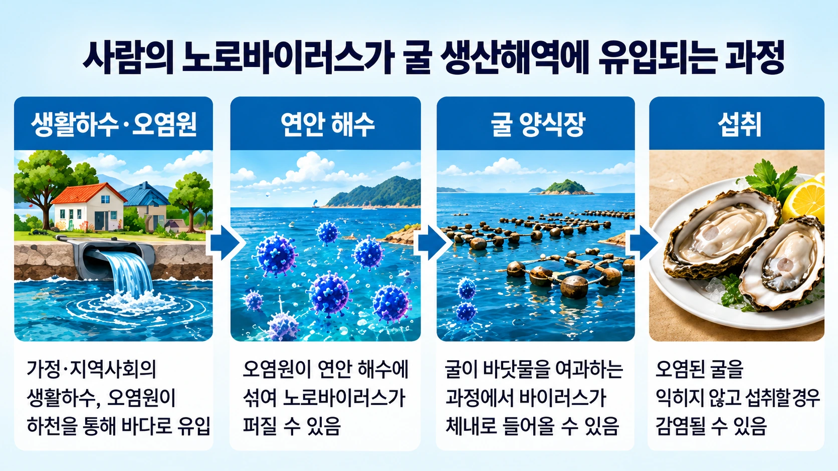 생활하수와 선박의 오염원이 해안으로 유입되고 여과섭식하는 굴에 바이러스가 축적될 수 있는 경로를 나타낸 흐름도