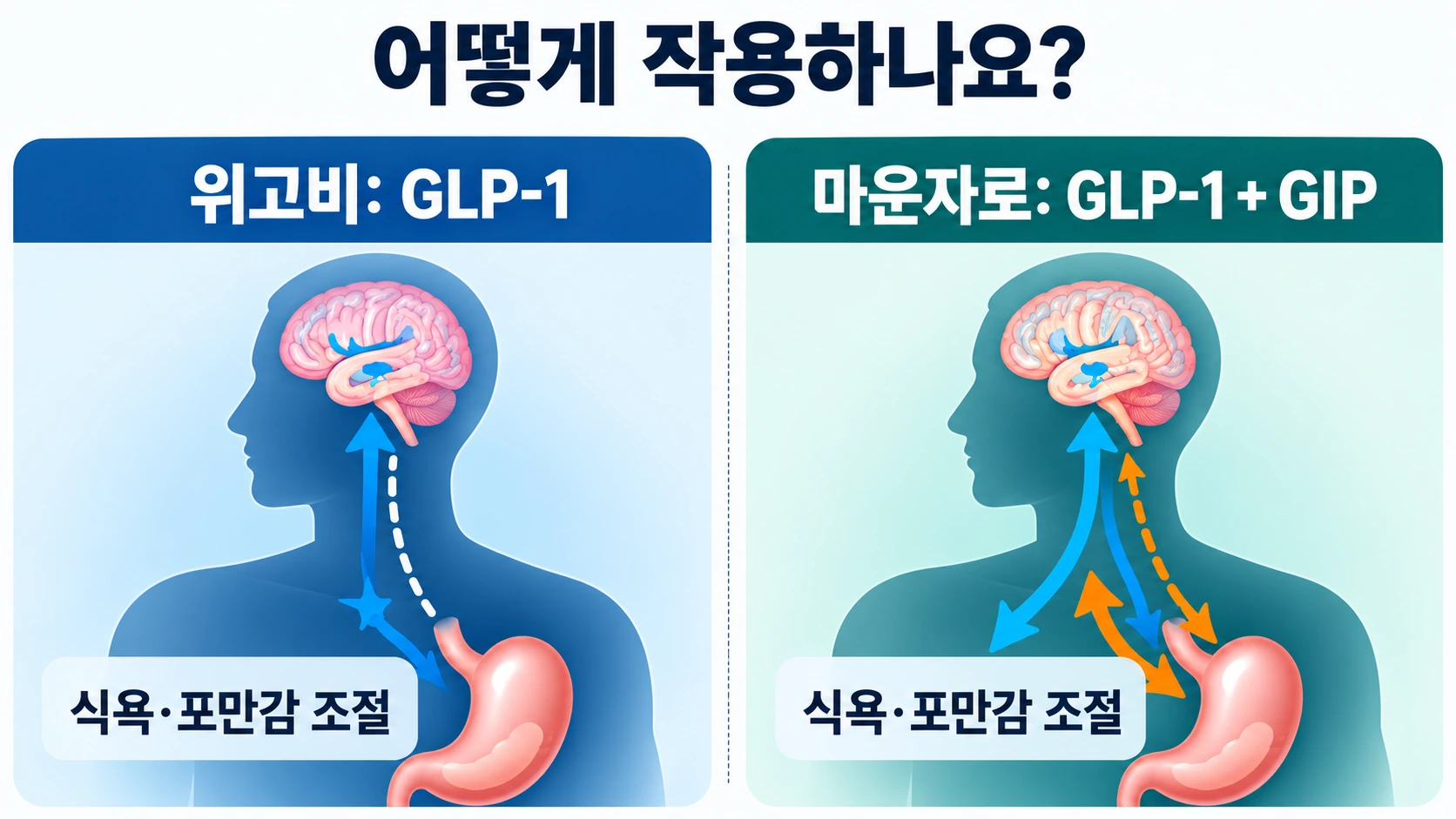 위고비의 GLP-1 작용과 마운자로의 GLP-1·GIP 이중 작용이 식욕과 음식 섭취에 영향을 주는 원리를 비교한 그림